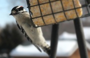 27th Feb 2015 - Downy at the Suet Cake