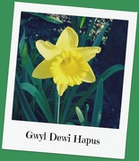 1st Mar 2015 - Gwyl Dewi Hapus - ( Happy St. David's Day )