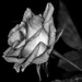 B&W February:  A rose by any other name... by vignouse