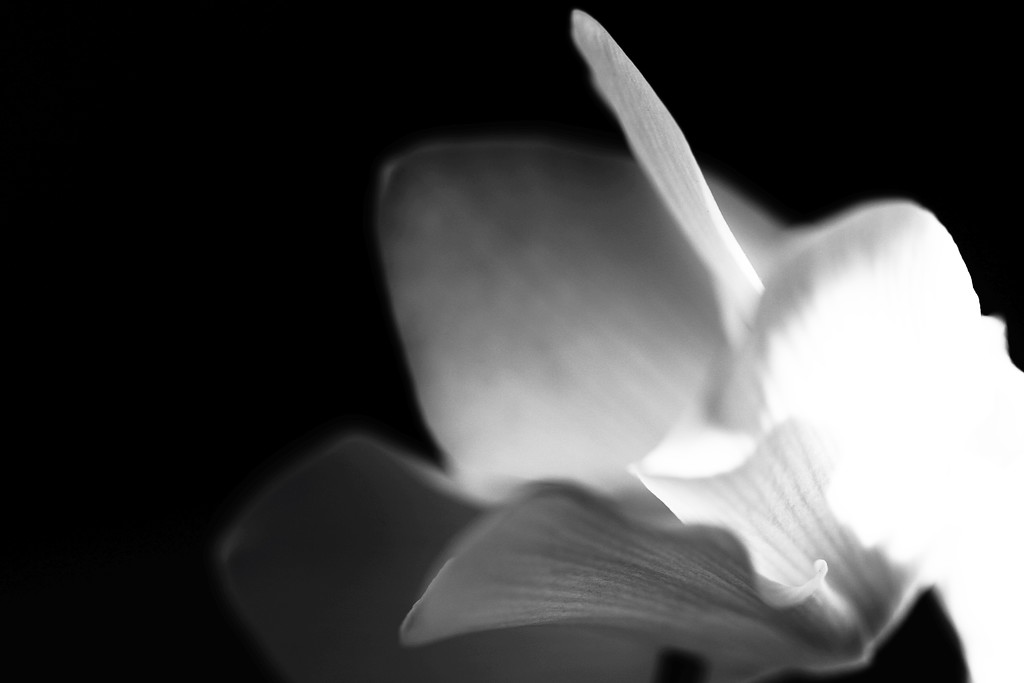 Cyclamen in black and white by mzzhope