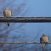 2 doves by amyk