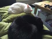 10th Feb 2015 - Tired kitties