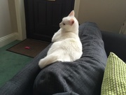 12th Feb 2015 - Relaxing kitty