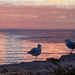 Seagulls by gosia