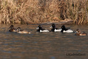 28th Feb 2015 - Ringed-necked duck divers_9759rsz