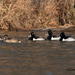 Ringed-necked duck divers_9759rsz by rontu