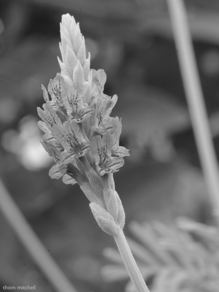 “Fernleaf lavender” by rhoing