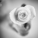 Winter Rose by rosiekerr
