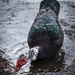 Muscovy Duck Feeding by darylo