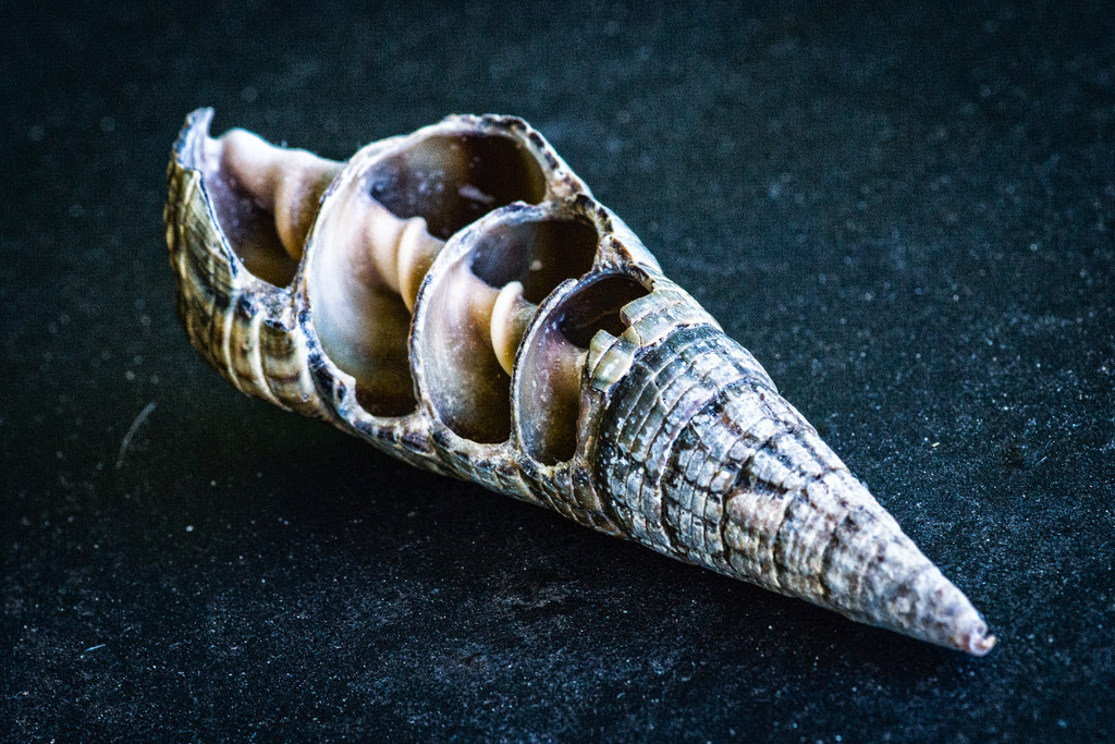 Shell in colour by bella_ss