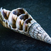 Shell in colour by bella_ss