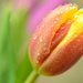Droplets on Tulip by ziggy77