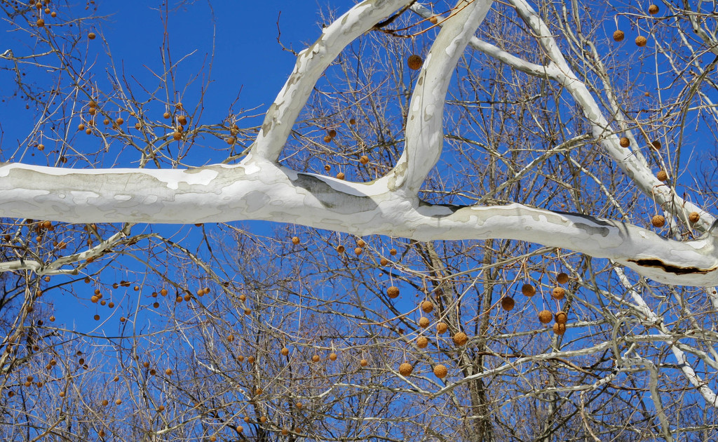 Tree with little balls by mittens