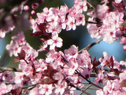 1st Mar 2015 - Blossoms Galore
