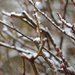 Snowy Twigs by philhendry