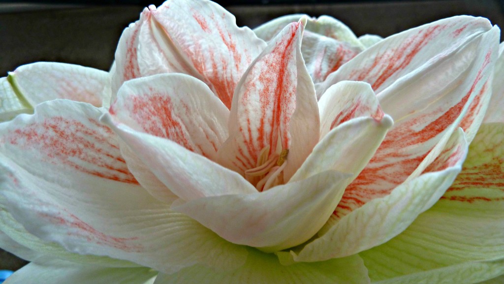 Amaryllis Lily. by wendyfrost