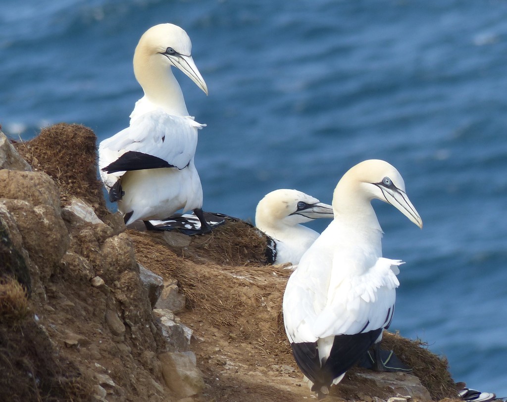  More Gannets by susiemc