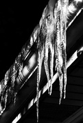 27th Feb 2015 - Icicles