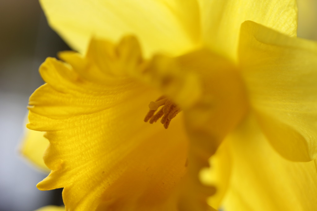 Happy St. David's Day by daffodill