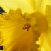 Happy St. David's Day by daffodill