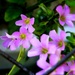 Spring wildflowers by dmdfday