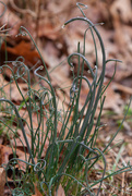 1st Mar 2015 - IMG_Curly wild onions_9682