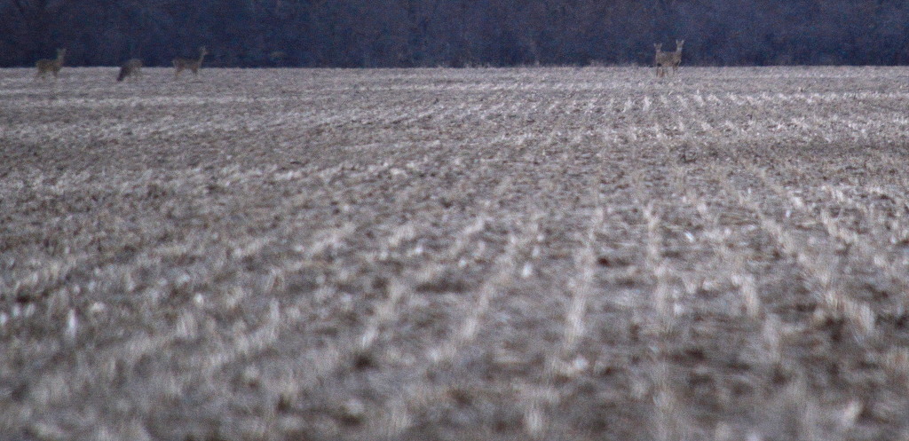 Deer on the Horizon by kareenking