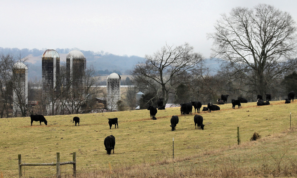 Rural Tennessee by cjwhite