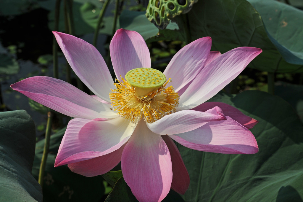 Lotus flower2 by ianjb21