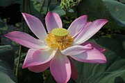 28th Feb 2015 - Lotus flower2