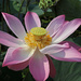 Lotus flower2 by ianjb21