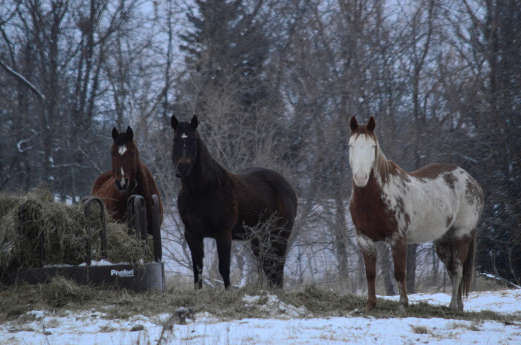 Three Horses on Snow by kareenking