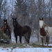 Three Horses on Snow by kareenking