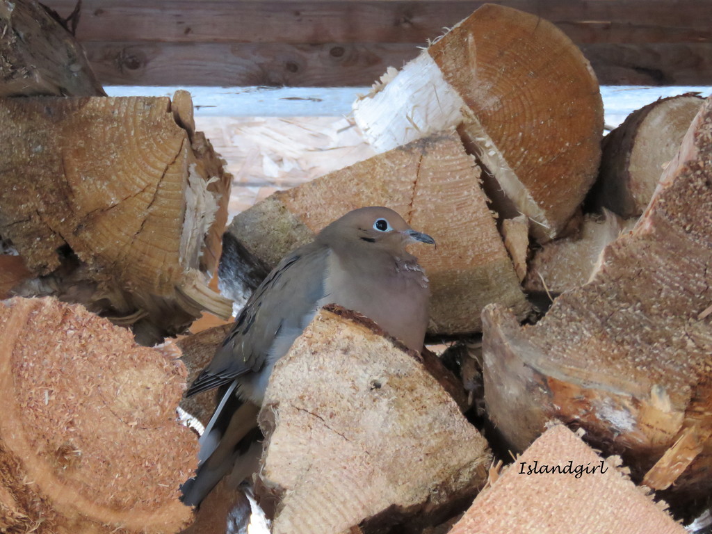 Morning Dove in the Wood shed   by radiogirl