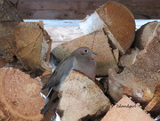 2nd Mar 2015 - Morning Dove in the Wood shed  