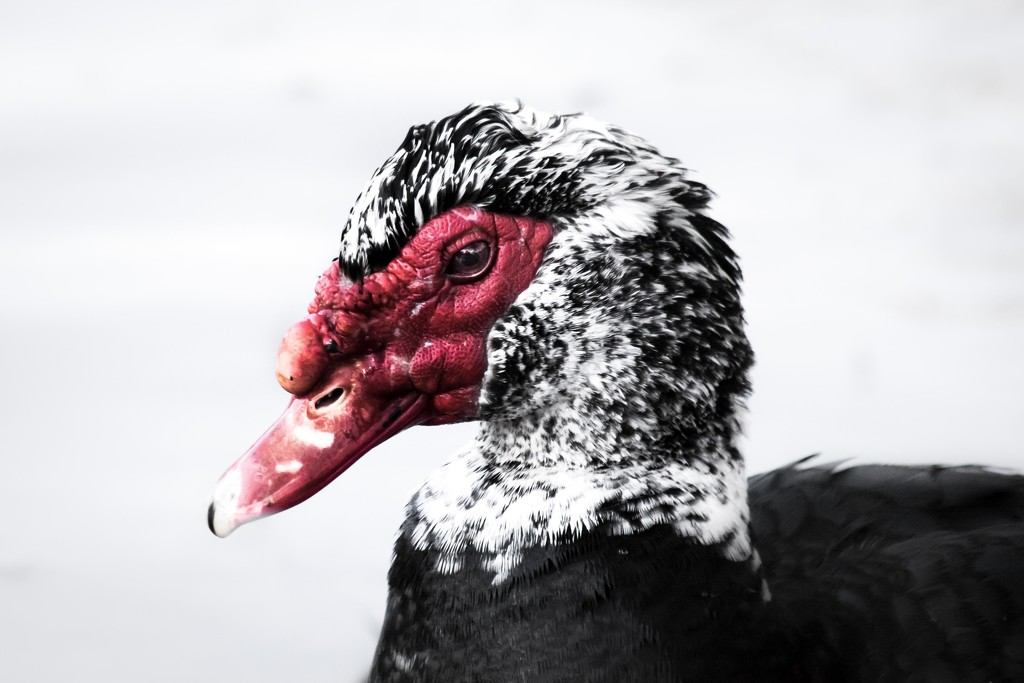 Muscovy Sage by darylo