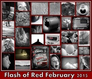 1st Mar 2015 - My month of Flash of Red!