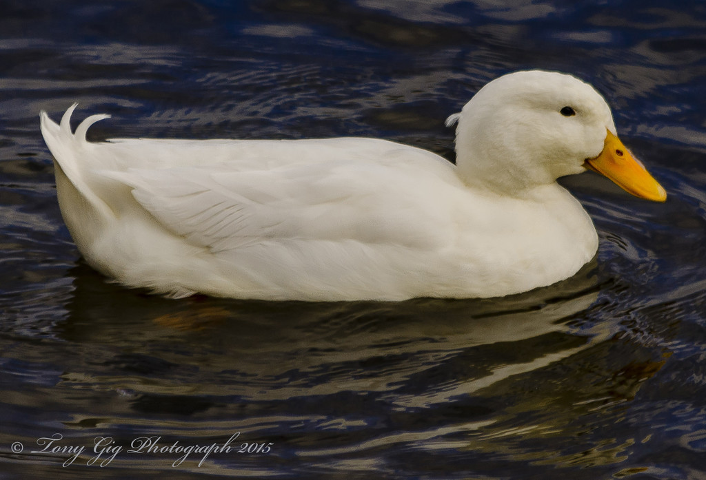 White Duck by tonygig