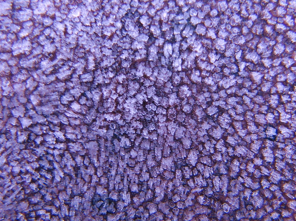 Purple crystals  by brillomick