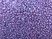 2nd Nov 2010 - Purple crystals 