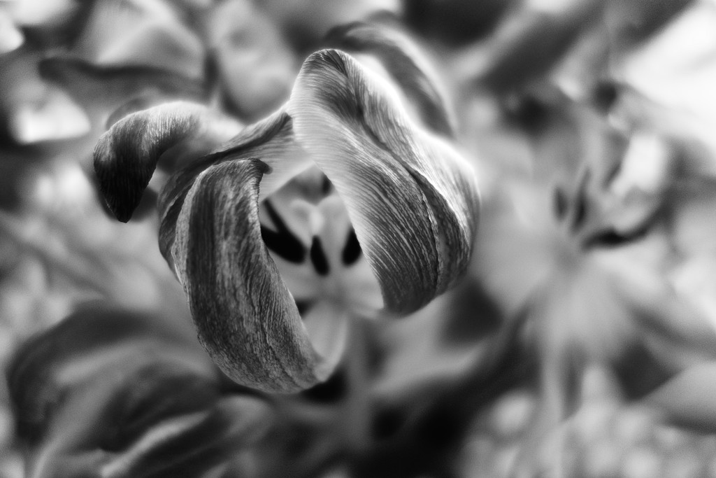 Tulips by cocobella
