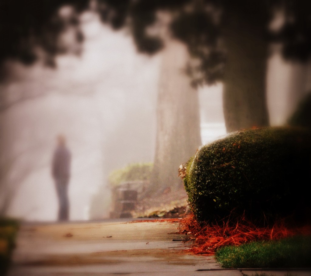 Morning Fog by peggysirk
