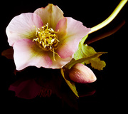 2nd Mar 2015 -  1st March 2015 - Hellebore