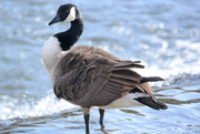 1st Mar 2015 - Canada goose