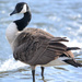 Canada goose by richardcreese