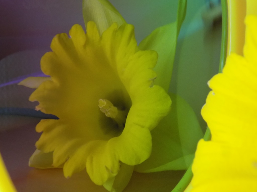 Polarised daffodil by flowerfairyann