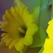 Polarised daffodil by flowerfairyann