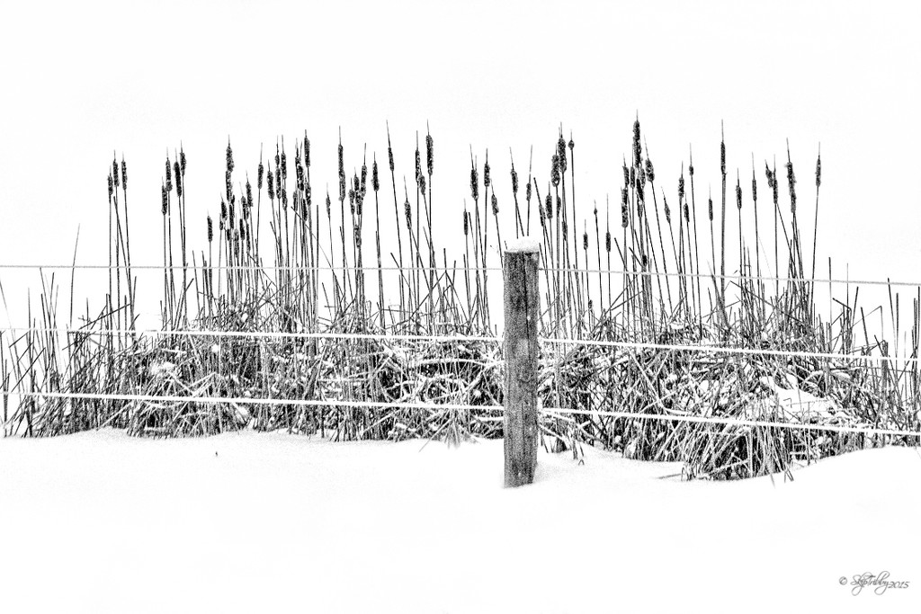Fenced In Cattails by skipt07
