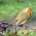 Robin Red Breast  by countrylassie
