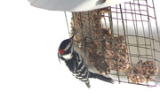 2nd Mar 2015 - Our woodpecker is back